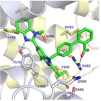 Pharmacogenetic Aspects of the Interaction of AT1 Receptor Antagonists With ATP-Binding Cassette Transporter ABCG2